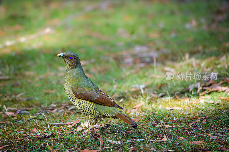 缎纹园丁鸟(Ptilonorhynchus violaceus)